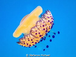Fried Egg Jellyfish - Cotylorhiza tuberculata by Stefanos Michael 